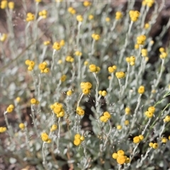 Chrysocephalum apiculatum at Latham, ACT - 24 Oct 2024