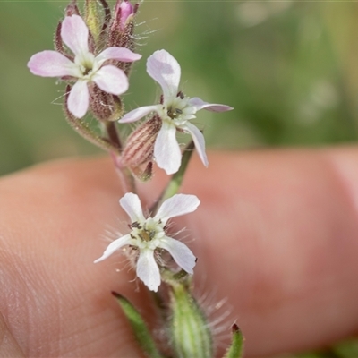 Silene gallica var. gallica (French Catchfly) at Latham, ACT - 23 Oct 2024 by AlisonMilton