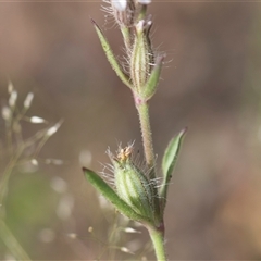 Silene gallica var. gallica at Latham, ACT - 24 Oct 2024 08:49 AM