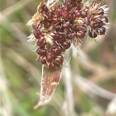 Luzula densiflora (Dense Wood-rush) at Gunning, NSW - 23 Oct 2024 by JaneR