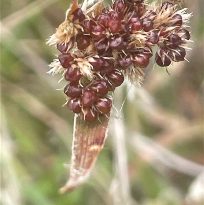 Luzula densiflora (Dense Wood-rush) at Gunning, NSW - 23 Oct 2024 by JaneR