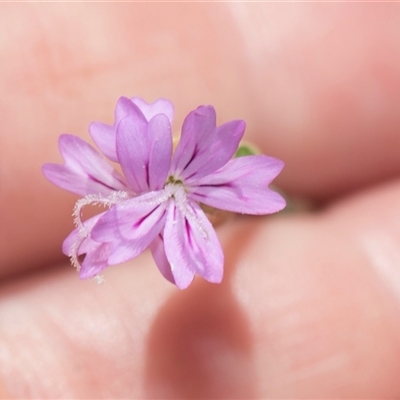 Petrorhagia sp. at Latham, ACT - 23 Oct 2024 by AlisonMilton