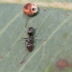 Iridomyrmex sp. (genus) (Ant) at Latham, ACT - 23 Oct 2024 by AlisonMilton