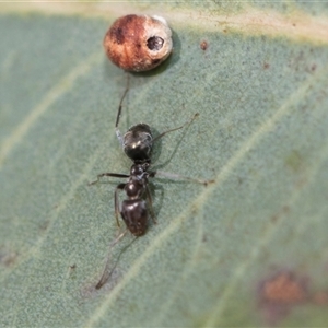 Iridomyrmex sp. (genus) at Latham, ACT - 24 Oct 2024