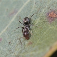 Iridomyrmex sp. (genus) at Latham, ACT - 24 Oct 2024