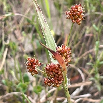 Luzula densiflora (Dense Wood-rush) at Dalton, NSW - 23 Oct 2024 by JaneR