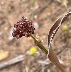 Luzula densiflora at Dalton, NSW - 23 Oct 2024