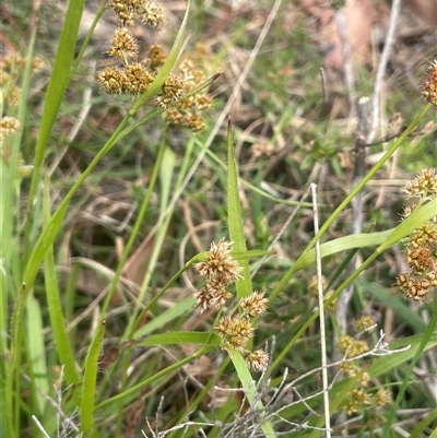 Luzula meridionalis (Common Woodrush) at Bendoura, NSW - 19 Oct 2024 by JaneR