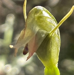 Pterostylis sp. at Freycinet, TAS - 24 Oct 2024 by Clarel