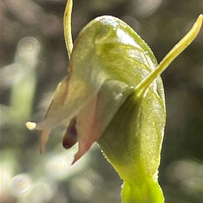 Pterostylis sp. at Freycinet, TAS - 24 Oct 2024 by Clarel