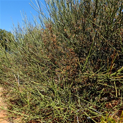 Unverified Other Shrub at Fraser Range, WA - 16 Sep 2024 by Paul4K
