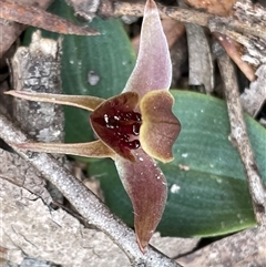 Chiloglottis triceratops at Freycinet, TAS - suppressed