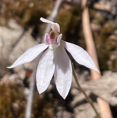 Caladenia sp. at Freycinet, TAS - 24 Oct 2024 by Clarel