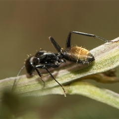 Camponotus aeneopilosus (A Golden-tailed sugar ant) at Macgregor, ACT - 24 Oct 2024 by AlisonMilton