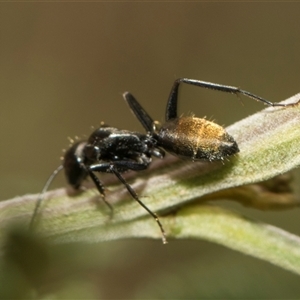 Camponotus aeneopilosus at Macgregor, ACT - 24 Oct 2024 09:10 AM