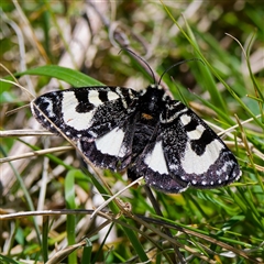 Agaristodes feisthamelii (A day flying noctuid moth) at Mount Clear, ACT - 24 Oct 2024 by DPRees125