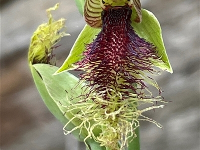 Calochilus robertsonii at Freycinet, TAS - 24 Oct 2024 by Clarel
