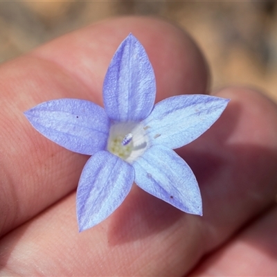 Wahlenbergia capillaris (Tufted Bluebell) at Macgregor, ACT - 24 Oct 2024 by AlisonMilton