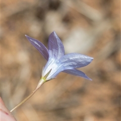 Wahlenbergia capillaris at Macgregor, ACT - 24 Oct 2024 12:35 PM