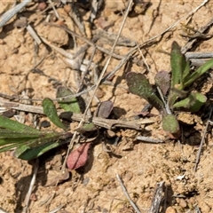 Wahlenbergia capillaris at Macgregor, ACT - 24 Oct 2024