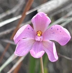 Thelymitra ixioides at Freycinet, TAS - suppressed