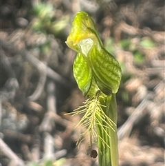 Pterostylis straminea at Freycinet, TAS - 24 Oct 2024 by Clarel