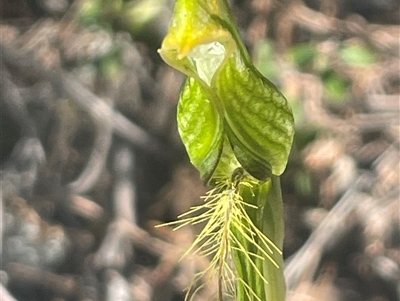 Pterostylis straminea at Freycinet, TAS - 24 Oct 2024 by Clarel