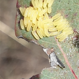 Paropsisterna cloelia at Wanniassa, ACT - 25 Oct 2024 10:45 AM