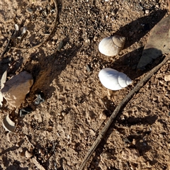 Unverified Mollusc (Mollusca) at Cocklebiddy, WA - 17 Sep 2024 by Paul4K
