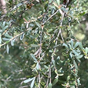 Leptospermum obovatum at Bendoura, NSW - 2 Feb 2024