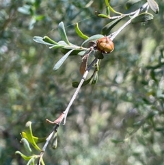 Leptospermum obovatum at Bendoura, NSW - 2 Feb 2024