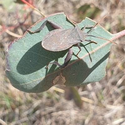 Amorbus sp. (genus) (Eucalyptus Tip bug) at Wanniassa, ACT - 24 Oct 2024 by gregbaines