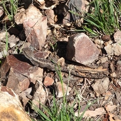 Rankinia diemensis at Warrumbungle, NSW - 21 Oct 2024 by DavidDedenczuk