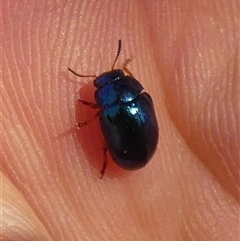 Calomela (genus) at Mundrabilla, WA - 17 Sep 2024 12:01 PM