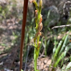 Pterostylis sp. at Freycinet, TAS - 24 Oct 2024 by Clarel