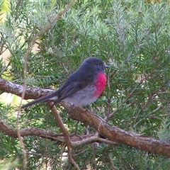 Petroica rosea (Rose Robin) at Shannondale, NSW - 25 Oct 2024 by PEdwards