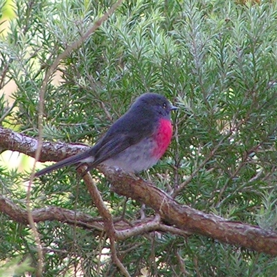 Petroica rosea (Rose Robin) at Shannondale, NSW - 25 Oct 2024 by PEdwards