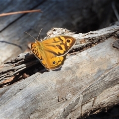 Heteronympha merope (Common Brown Butterfly) at Warrumbungle, NSW - 21 Oct 2024 by DavidDedenczuk