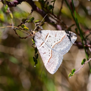 Antasia flavicapitata at Mount Clear, ACT - 24 Oct 2024