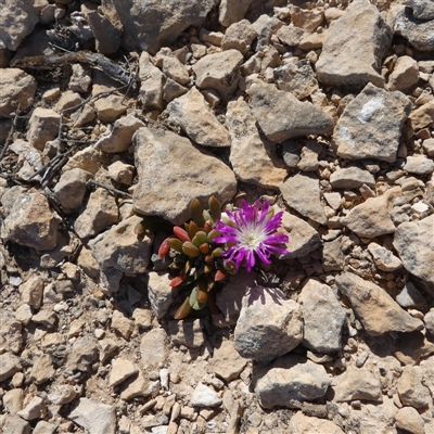 Unidentified Other Wildflower or Herb at Nullarbor, SA - 17 Sep 2024 by Paul4K