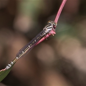 Austroagrion watsoni at Latham, ACT - 24 Oct 2024