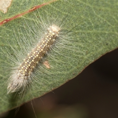 Uraba lugens (Gumleaf Skeletonizer) at Latham, ACT - 24 Oct 2024 by AlisonMilton