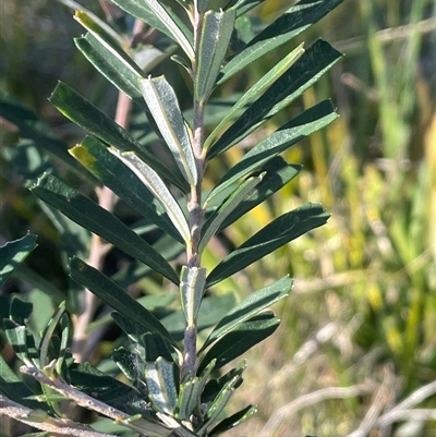 Banksia marginata (Silver Banksia) at Bendoura, NSW - 9 Sep 2024 by JaneR