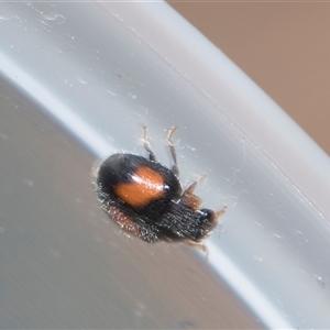 Diomus notescens at Macgregor, ACT - 24 Oct 2024 12:07 PM