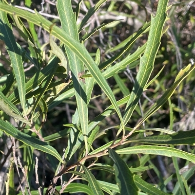 Lomatia myricoides (River Lomatia) at Bendoura, NSW - 9 Sep 2024 by JaneR