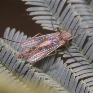 Chironomidae (family) at Macgregor, ACT - 24 Oct 2024