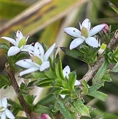 Rhytidosporum procumbens (White Marianth) at Bendoura, NSW - 9 Sep 2024 by JaneR