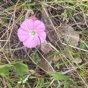 Convolvulus angustissimus subsp. angustissimus at Gunning, NSW - 23 Oct 2024