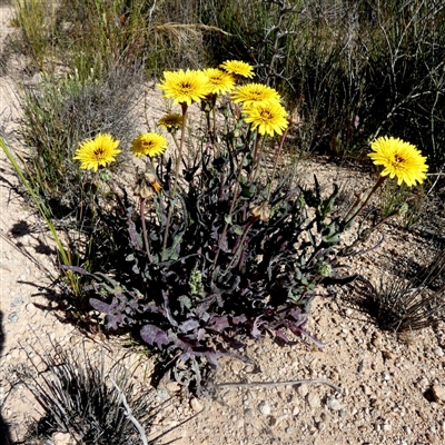 Sonchus sp. at Yalata, SA - 18 Sep 2024 by Paul4K