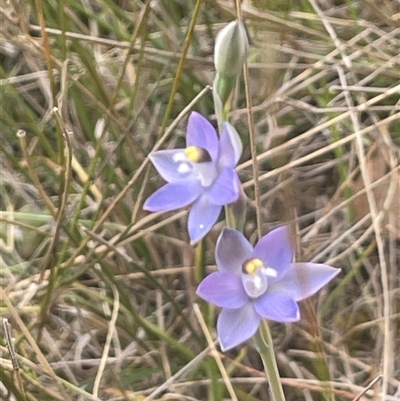 Thelymitra sp. (A Sun Orchid) at Gunning, NSW - 23 Oct 2024 by JaneR